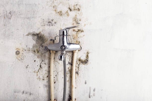 Best Mold Remediation Experts  in Mono Vista, CA