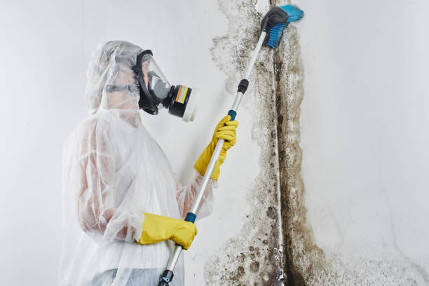 Best Toxic Mold Removal  in Mono Vista, CA