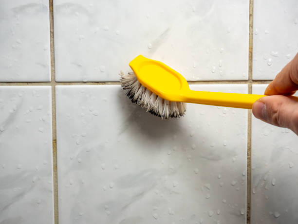 Reliable Mono Vista, CA Mold Removal Solutions