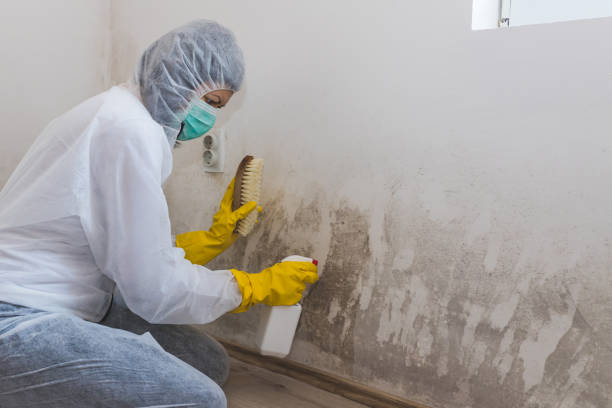 Best Office Mold Removal Services  in Mono Vista, CA