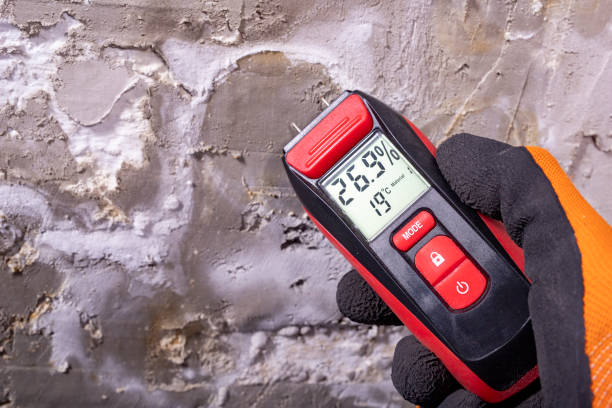Reliable Mono Vista, CA Mold Removal Solutions