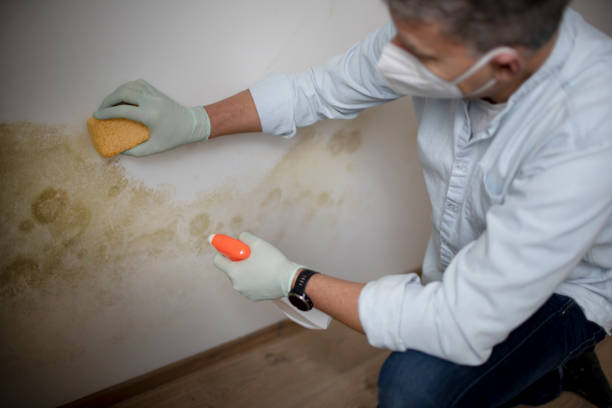 Best Crawl Space Mold Removal  in Mono Vista, CA
