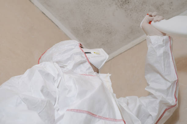 Best Certified Mold Removal  in Mono Vista, CA