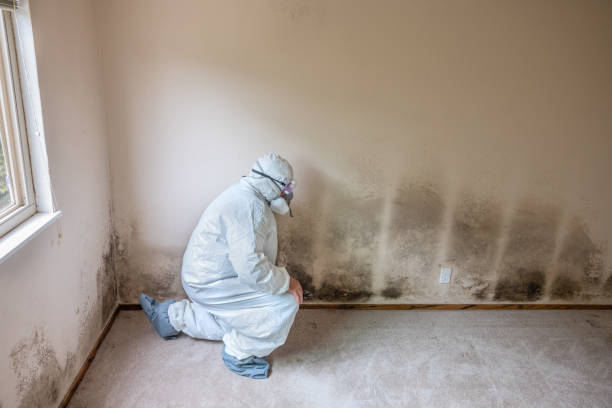 Best Local Mold Removal Service  in Mono Vista, CA