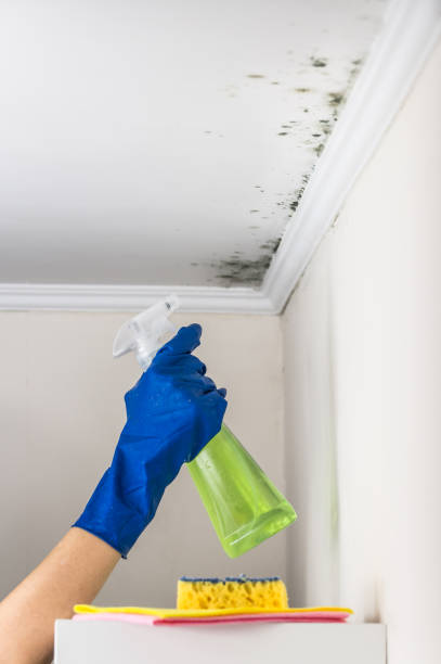 Best Mold Testing  in Mono Vista, CA