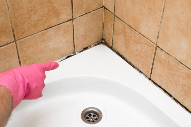 Best Toxic Mold Removal  in Mono Vista, CA