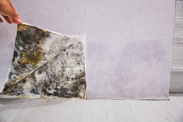 Crawl Space Mold Removal in Mono Vista, CA